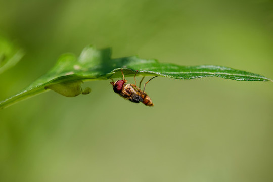 食蚜蠅