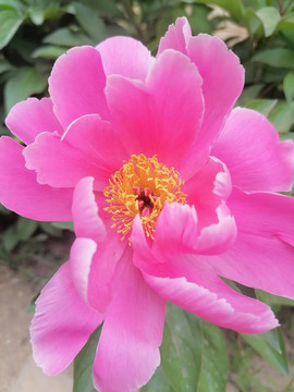 芍藥