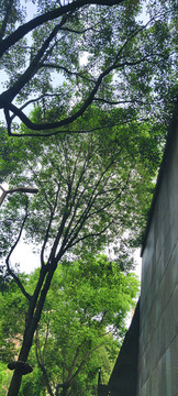 公園樹林