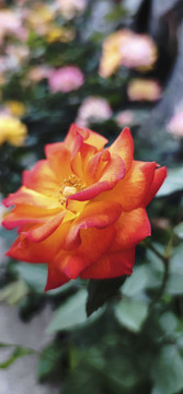 玫瑰花