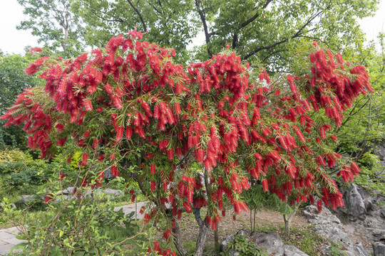 紅千層