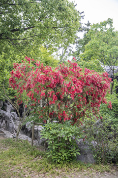 垂枝千層紅