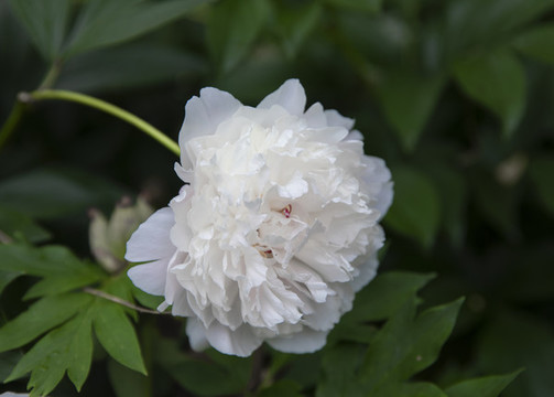 白芍藥