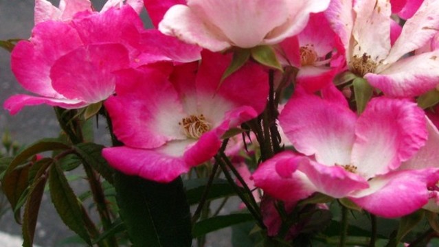 粉團(tuán)薔薇