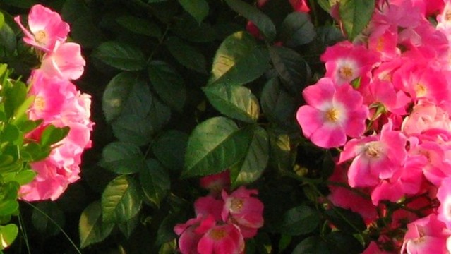 粉團(tuán)薔薇