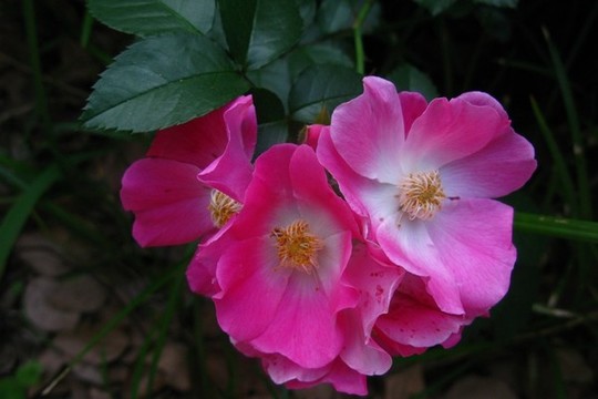粉團(tuán)薔薇