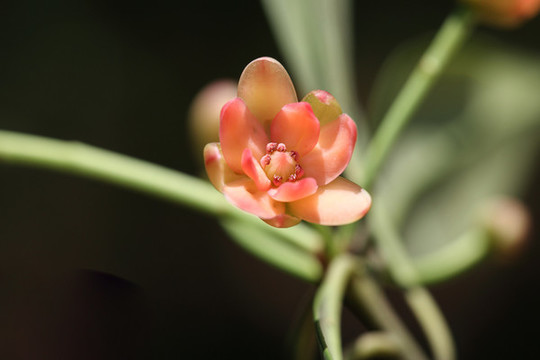八角花