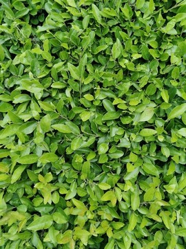 綠植灌木貼圖材質(zhì)
