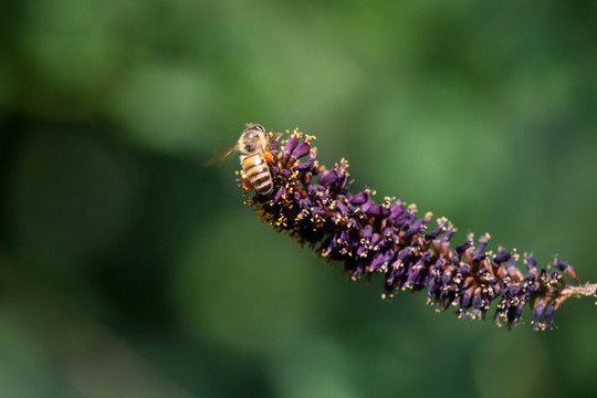 蜜蜂