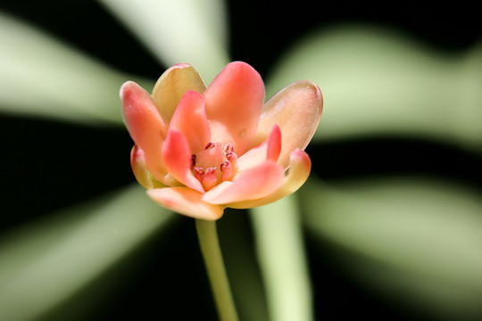 八角花