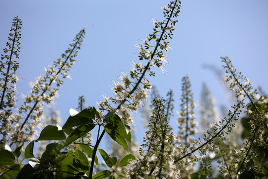 七葉樹花