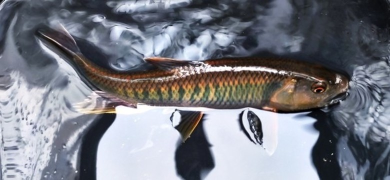馬口桃花魚(yú)