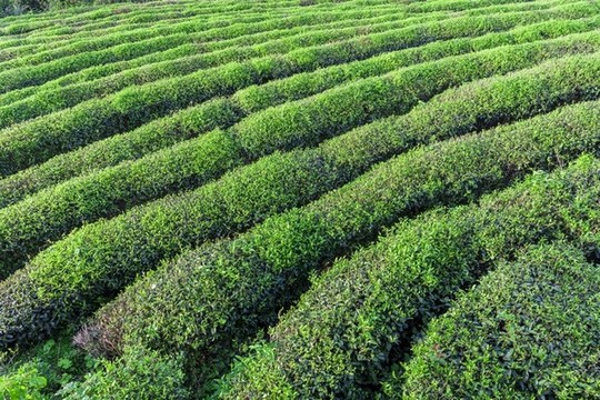 重慶武隆貢茶園攝影圖