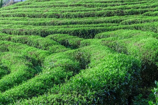 重慶武隆貢茶園攝影圖