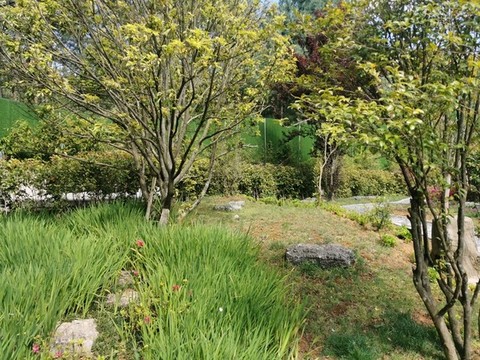園林景觀草本