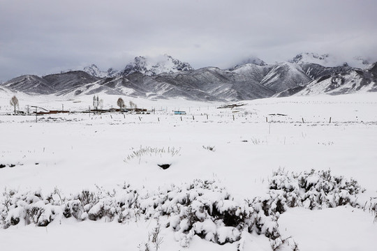春雪