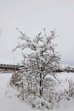 春雪