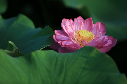 粉色蓮花