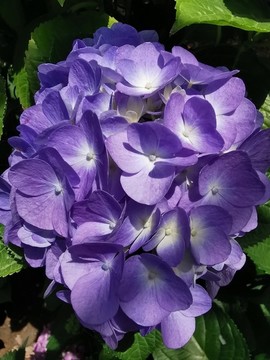 藍色梔子花
