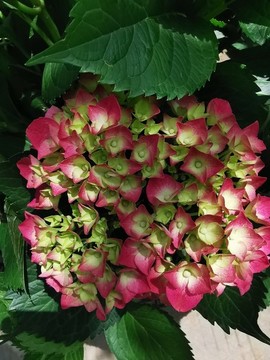 紅色梔子花