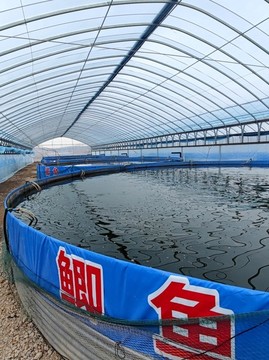 大棚桶養(yǎng)鯽魚