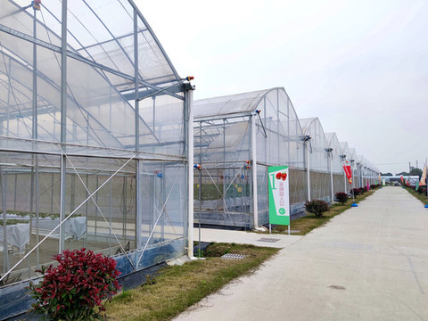 無土栽培草莓的大棚