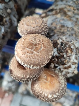 香菇出菇