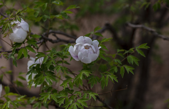 牡丹牡丹花