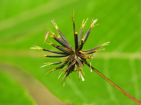野生的鬼針草