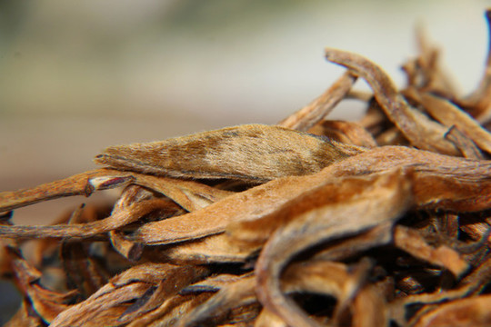 大金芽古樹滇紅茶特寫