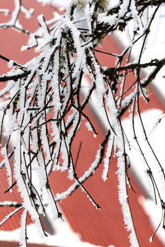雪域高原