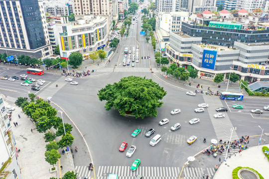 航拍福州市區(qū)十字路口大榕樹