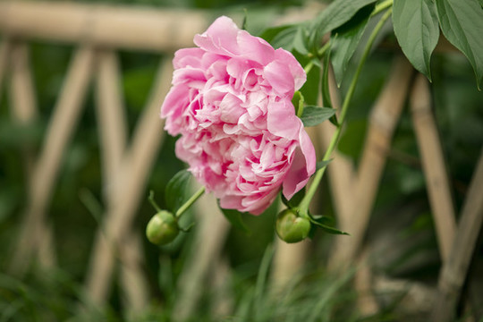 粉芍藥