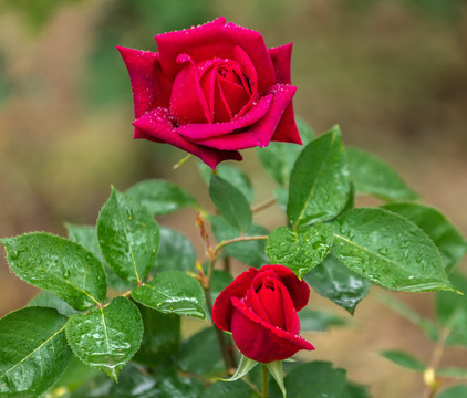 月季花