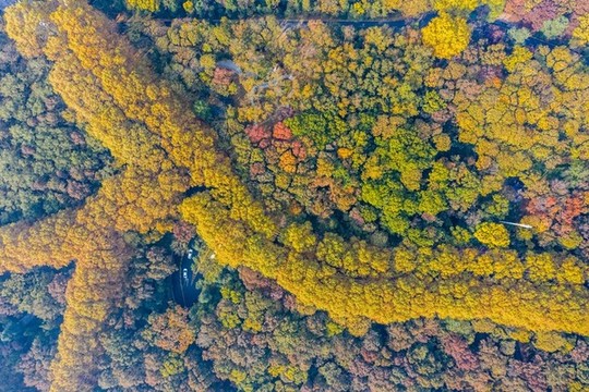 航拍江蘇南京鐘山風(fēng)景名勝區(qū)