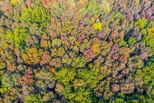 航拍江蘇南京鐘山風景名勝區(qū)