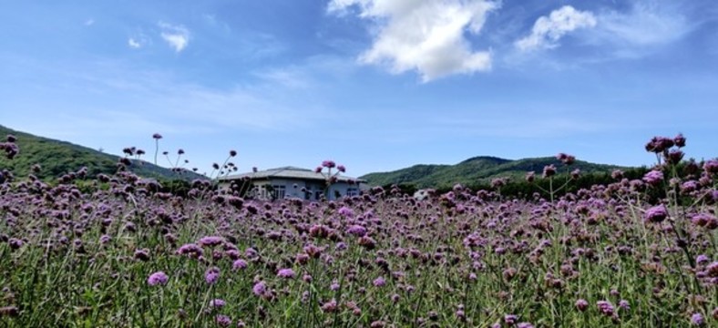 馬鞭草花海