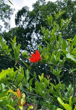 杜鵑花
