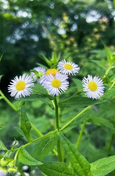 山間小花