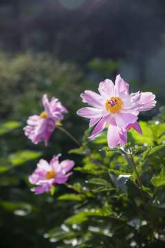 粉芍藥