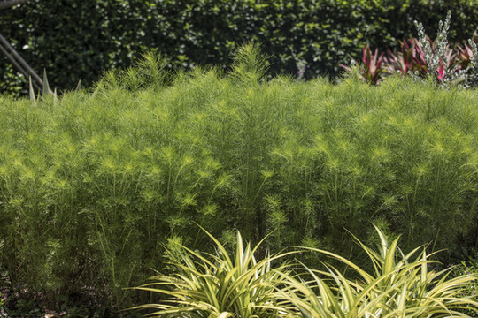 熱帶植被
