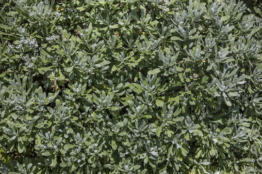熱帶植被