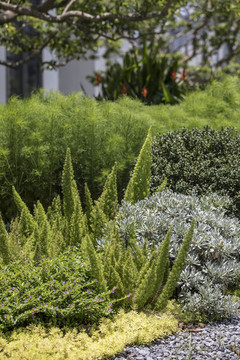 園林植物