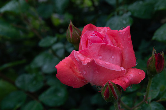 月季花