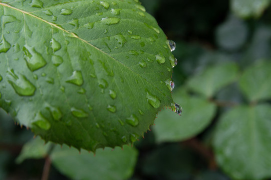月季花葉子水珠