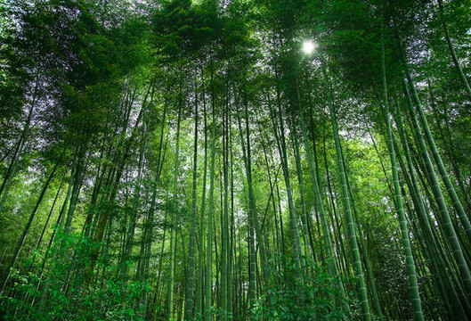 竹林