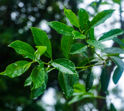 葉子上的雨滴