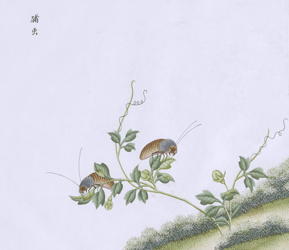 豬蟲蟲草國畫小品