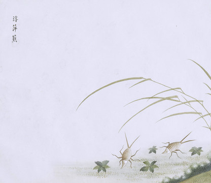 浮萍蟲蟲草國畫小品