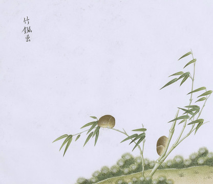 竹蟲蟲草國畫小品